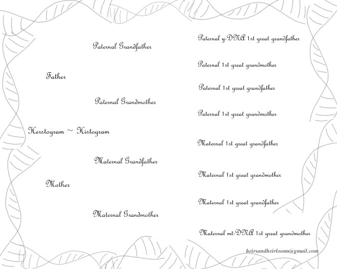 1 Copy of 1g Copy of 1Copy of Copy of pedigree c5
