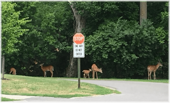 Copy of Copy of deer at grip53